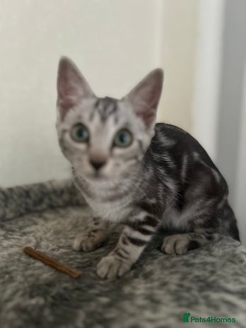 Bengal cats - Advert 7