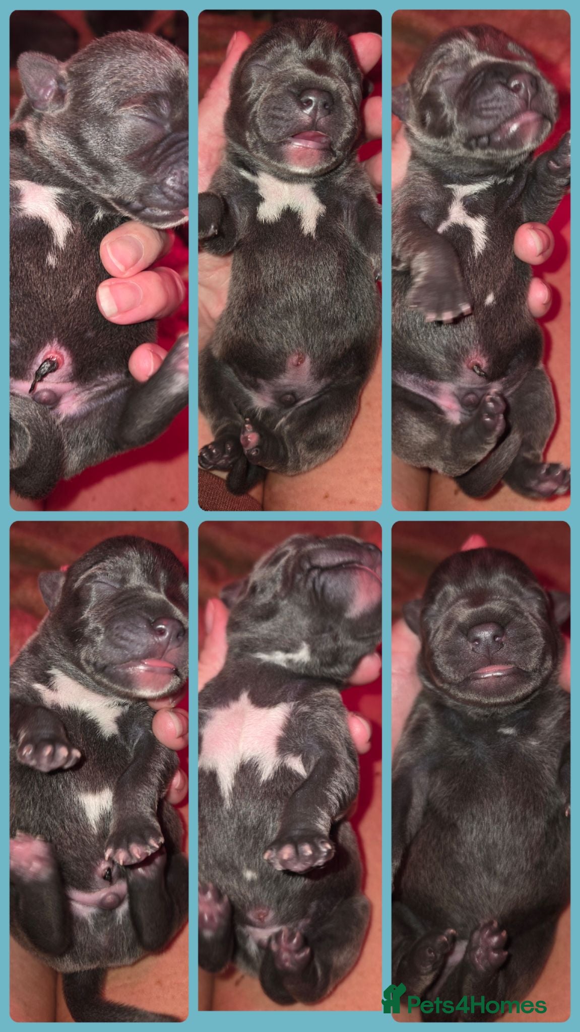 Staffordshire Bull Terrier dogs TOP QUALITY BLOODLINE STAFFIE PUPPIES - Advert 2