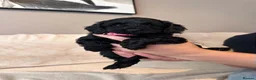 Cockapoo dogs for sale: Beautiful litter of f2 Cockapoo's in Weston-super-Mare - Advert 6