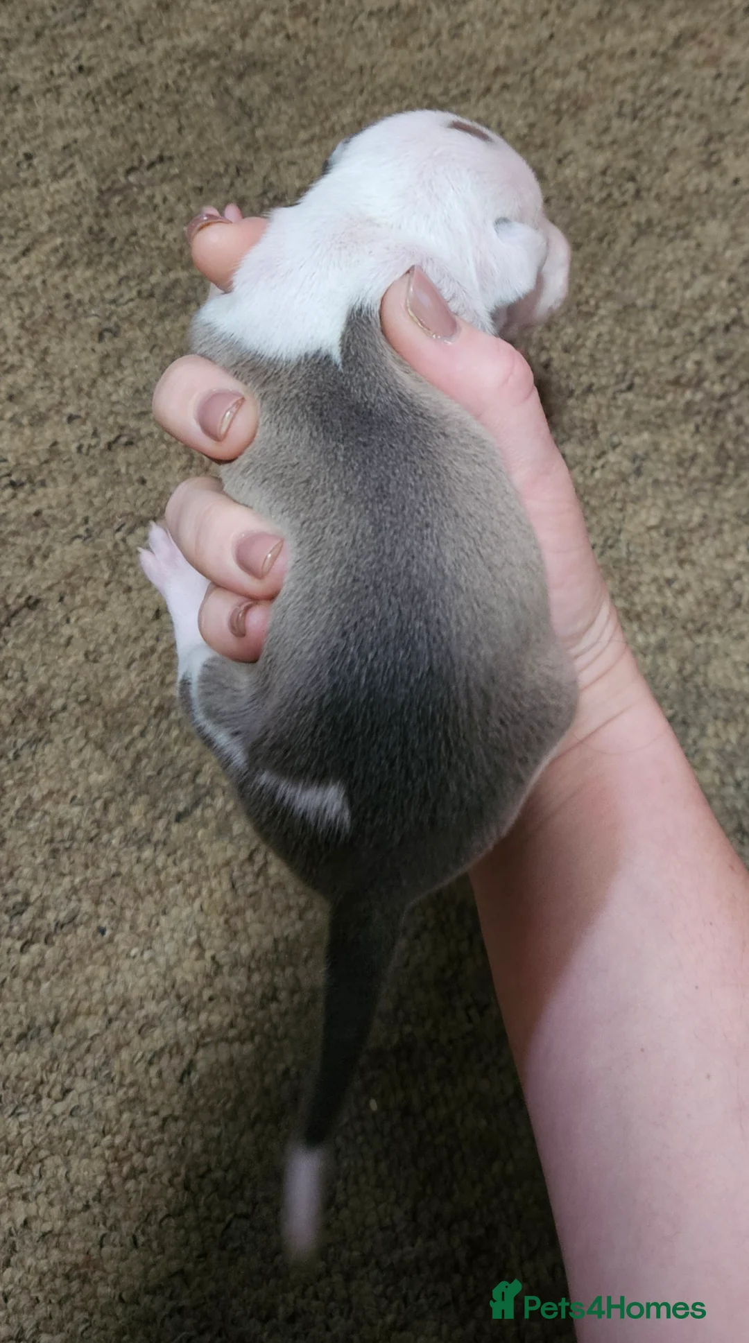 Italian Greyhound dogs for sale: Beautiful Italian Greyhound Puppies KC Registered - Advert 4