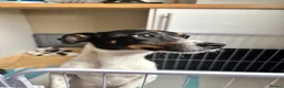 Jack Russell dogs for sale: Beautiful Jack Russell Pups 🩵🩷 - Advert 8