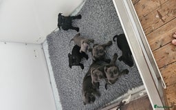 Staffordshire Bull Terrier dogs for sale: Beautiful black and blue kc pups - Image 1