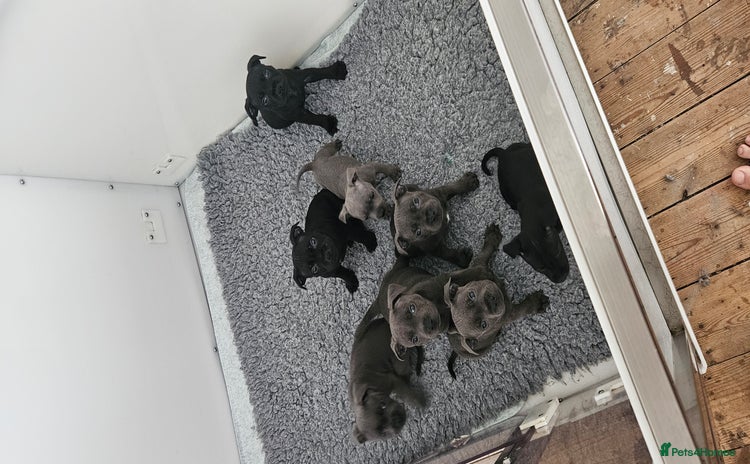 Staffordshire Bull Terrier dogs - Advert 1