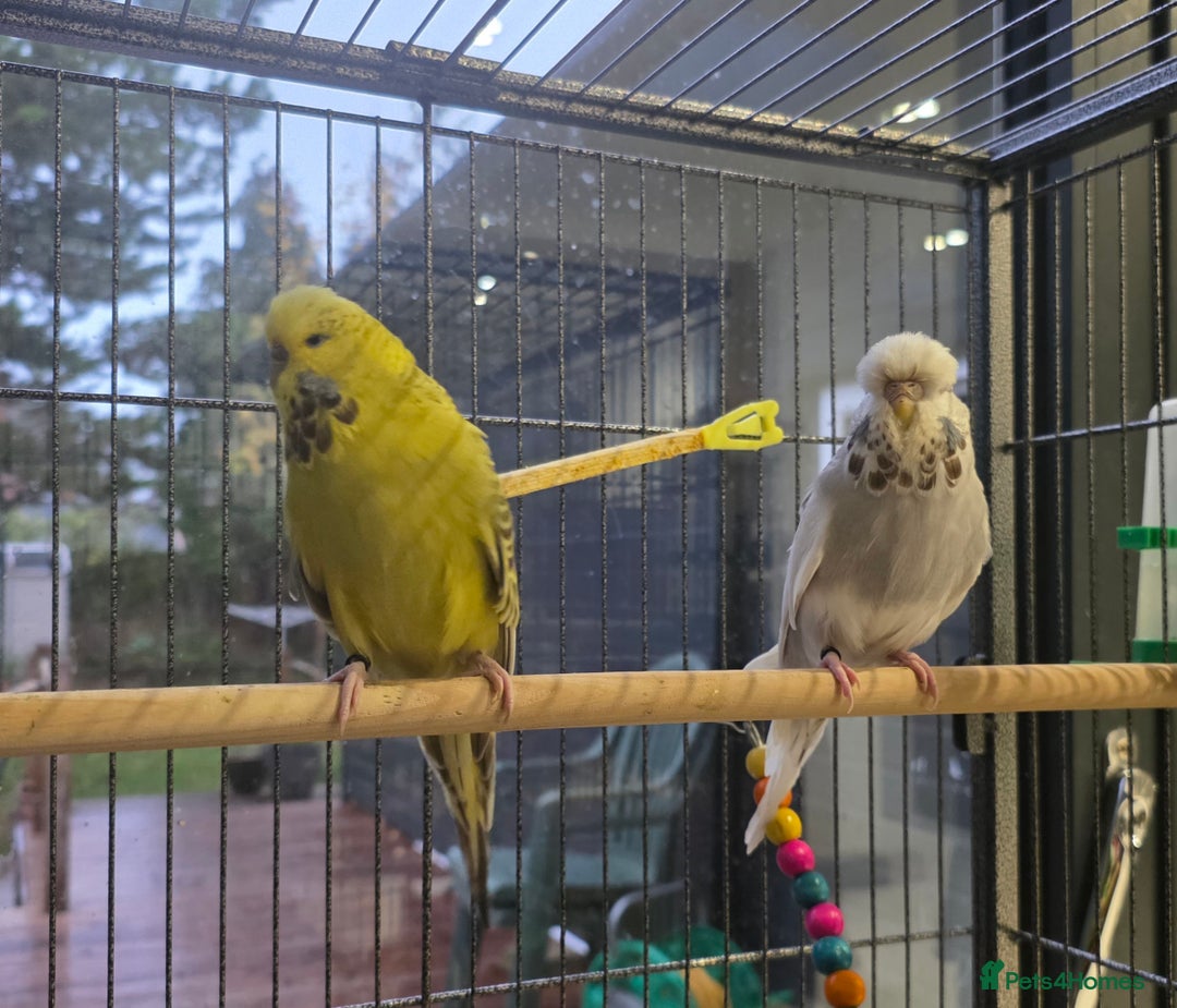 Budgerigars birds for sale: 2 Show Budgies 35 Ponds each - Advert 1