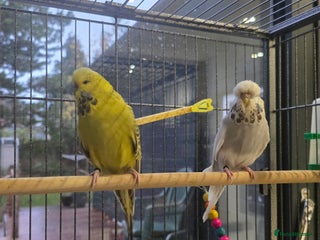 Budgerigars birds 2 Show Budgies 35 Ponds each - Advert 1