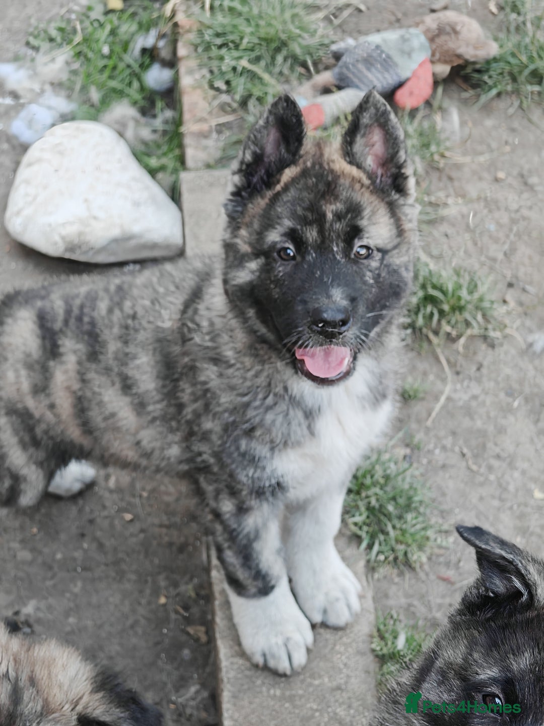 Mixed Breed dogs for sale: Akita  puppies for sale  - Image 18