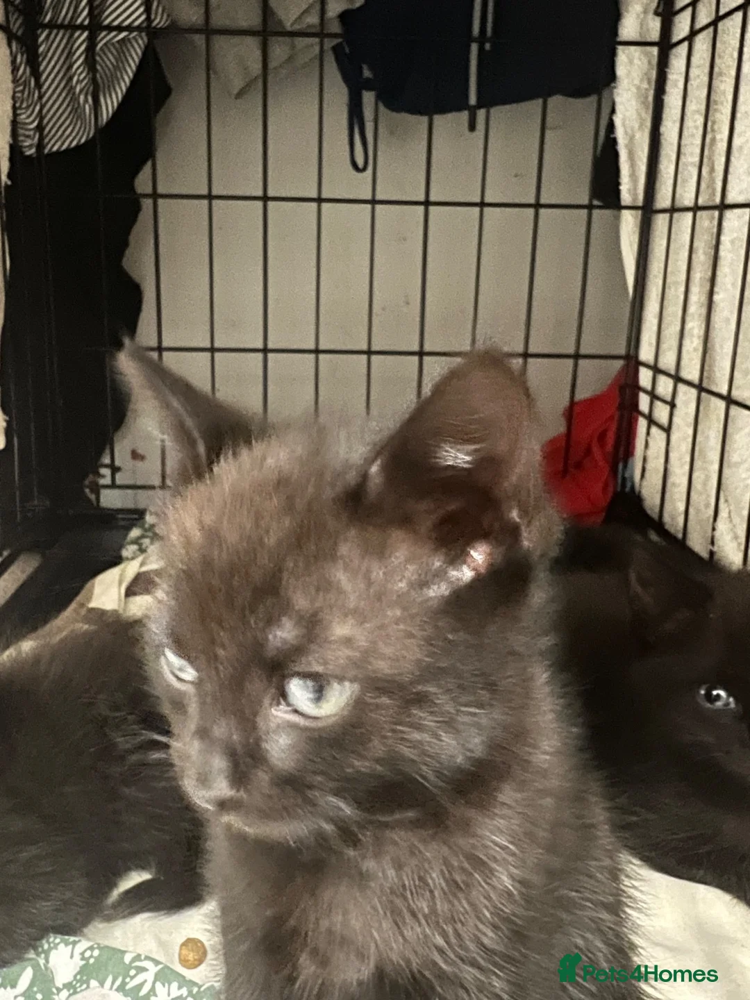 Mixed Breed cats for sale: Adorable kittens for sale  in London - Advert 2
