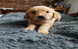Golden Retriever dogs for sale: 🐾 Golden Retriever Puppies – Ready Soon! 🐾 - Image 18