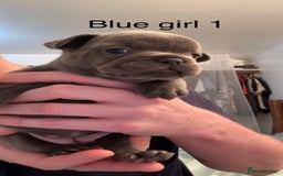 French Bulldog dogs for sale: 4 beautiful blue French bulldogs  - Image 9