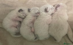 Ragdoll cats for sale: Absolutely stunning Ragdoll kittens for sale - Image 2