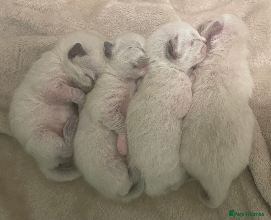 Ragdoll cats for sale: Absolutely stunning Ragdoll kittens for sale - Image 2