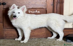 White Swiss Shepherd dogs for sale: White Swiss Shepherd Puppies 🐾🍼KC Registered - Image 11
