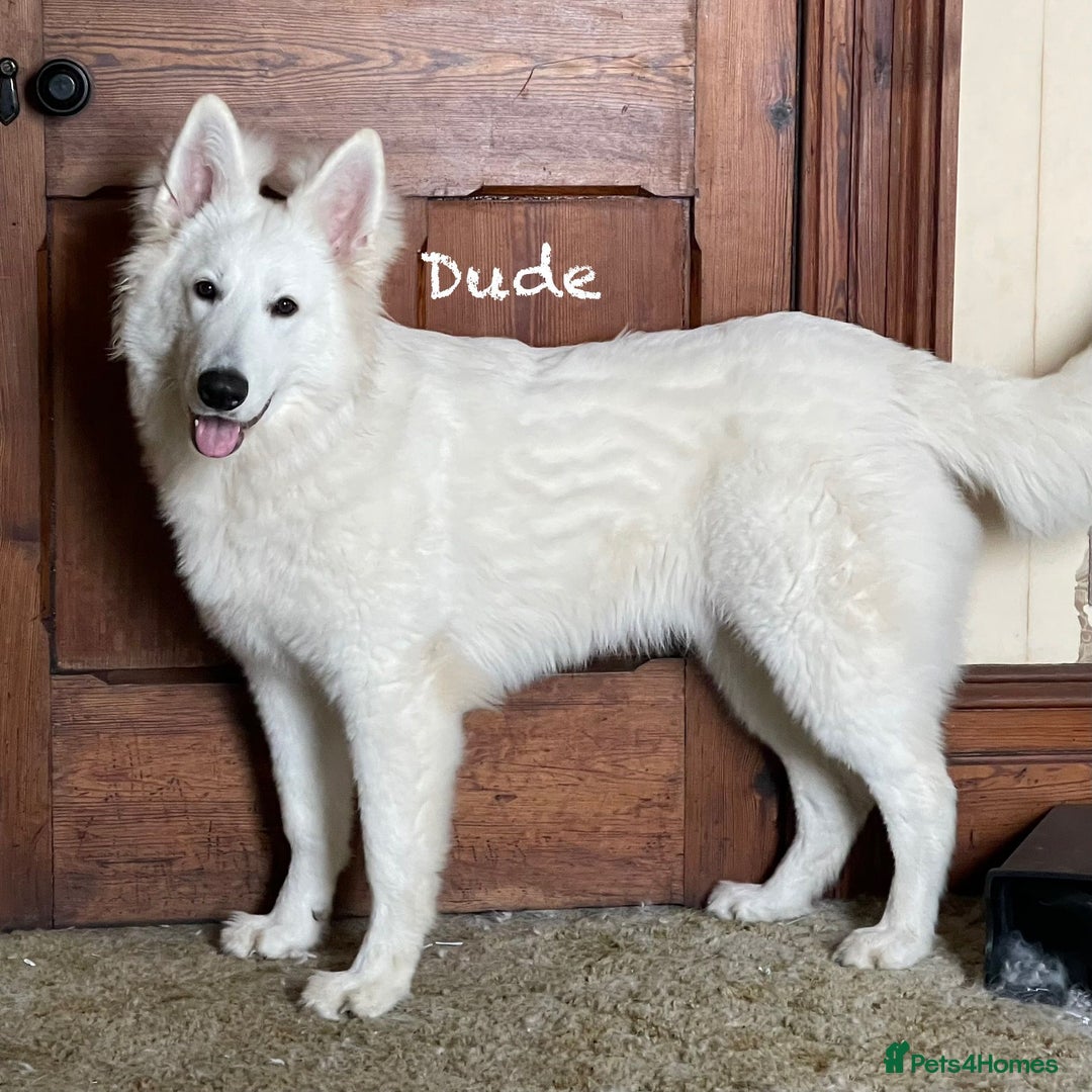 White Swiss Shepherd dogs for sale: White Swiss Shepherd Puppies 🐾🍼KC Registered - Image 11
