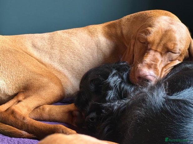 Cocker Spaniel dogs - Advert 7