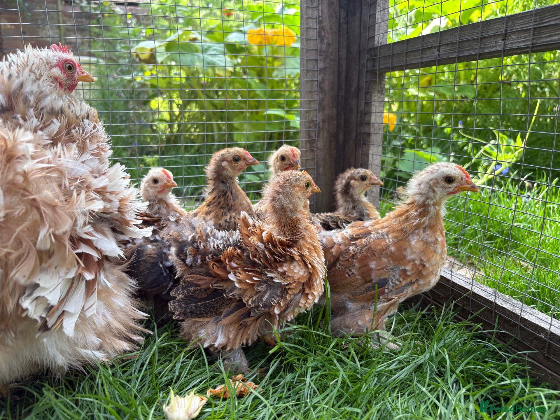 Chickens poultry Roo bantam Pekins  - Advert 5
