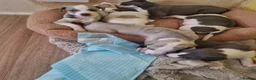 Whippet dogs for sale: REDUCED! LAST GIRL!  Health checked - Advert 17