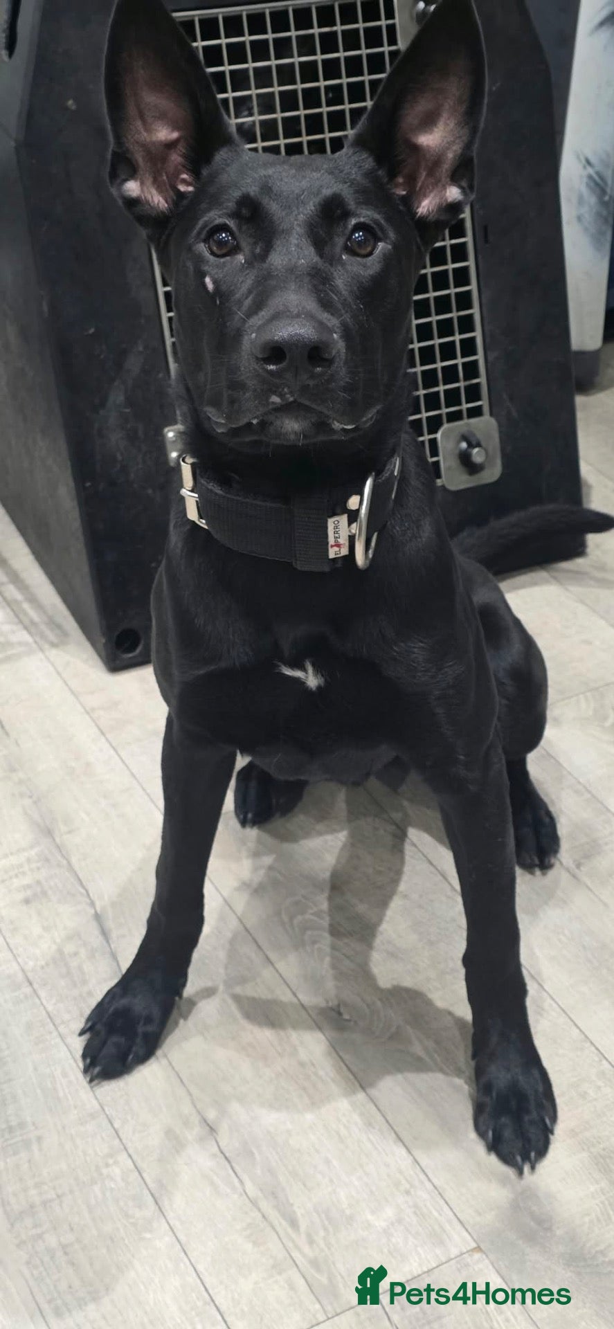 Mixed Breed dogs for sale: MALE BULLHERDER 10 months old - Advert 7