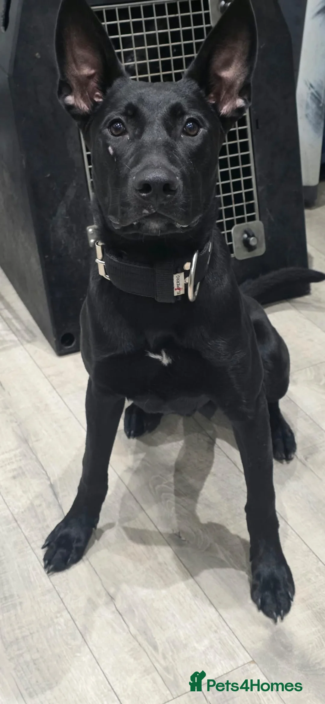 Mixed Breed dogs for sale: MALE BULLHERDER 10 months old - Advert 1