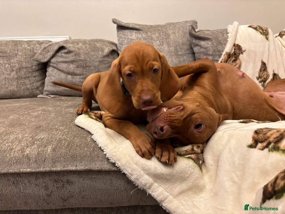 Hungarian Vizsla dogs for sale: Ready to leave KC Registered Vizsla Puppy  - Advert 23