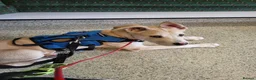Mixed Breed dogs for adoption: Dougie - Advert 3