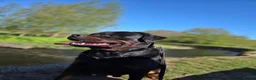 Rottweiler dogs for stud: Rottweiler for stud only  - Advert 5