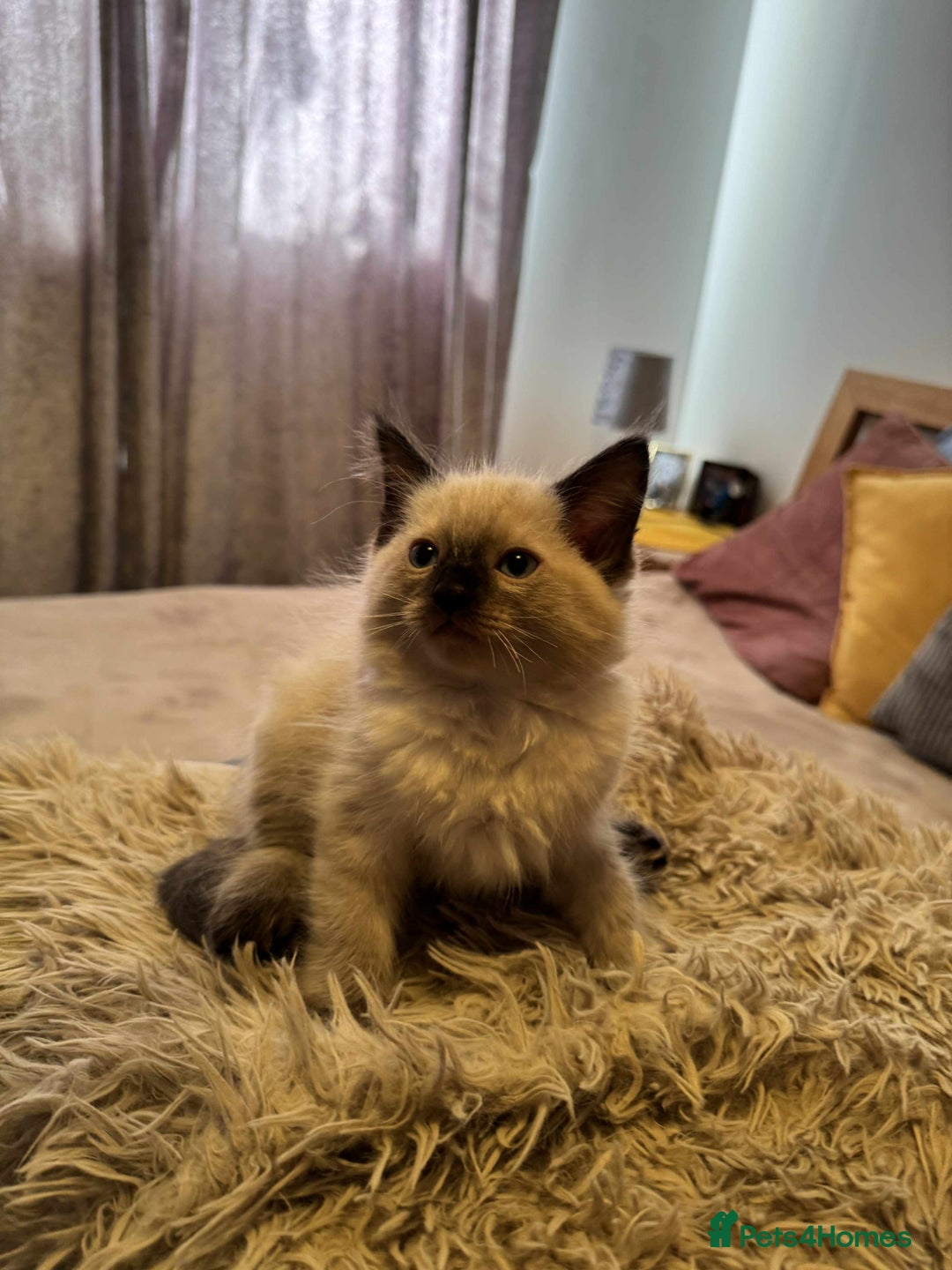 Ragdoll cats for sale: READY TO LEAVE fluffy Lynx and blue point Ragdoll - Image 14
