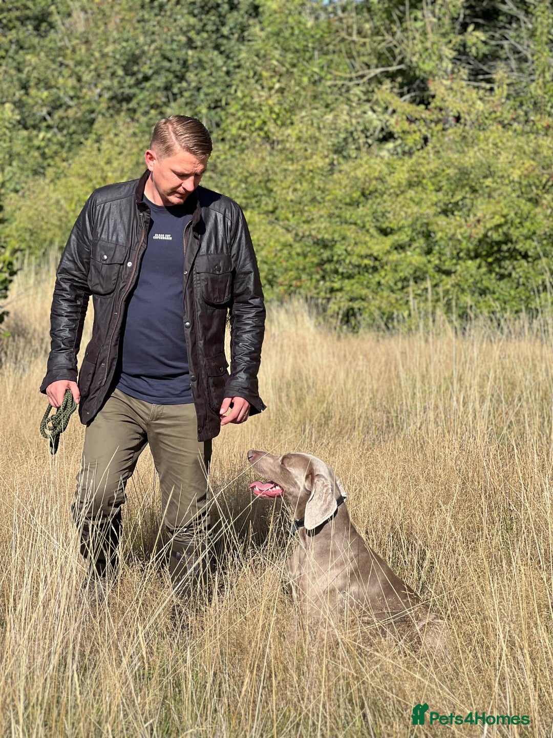 Weimaraner dogs for sale: 🐶🐾Adorable KC Registered Weimaraner Puppies🐶🐾 - Advert 5