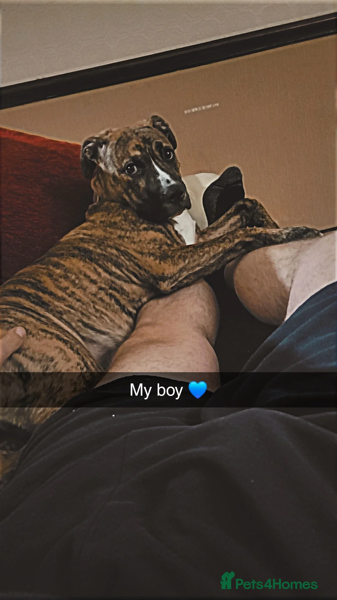 Mixed Breed dogs for sale: 8 month old staff x boxer - Advert 3