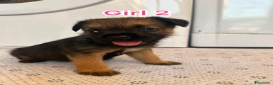 Border Terrier 4