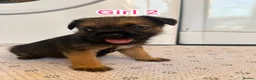 Border Terrier dogs for sale: Border terrier puppy’s  - Advert 7