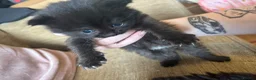 Mixed Breed cats for sale: Two fluffy black kittens - Advert 5