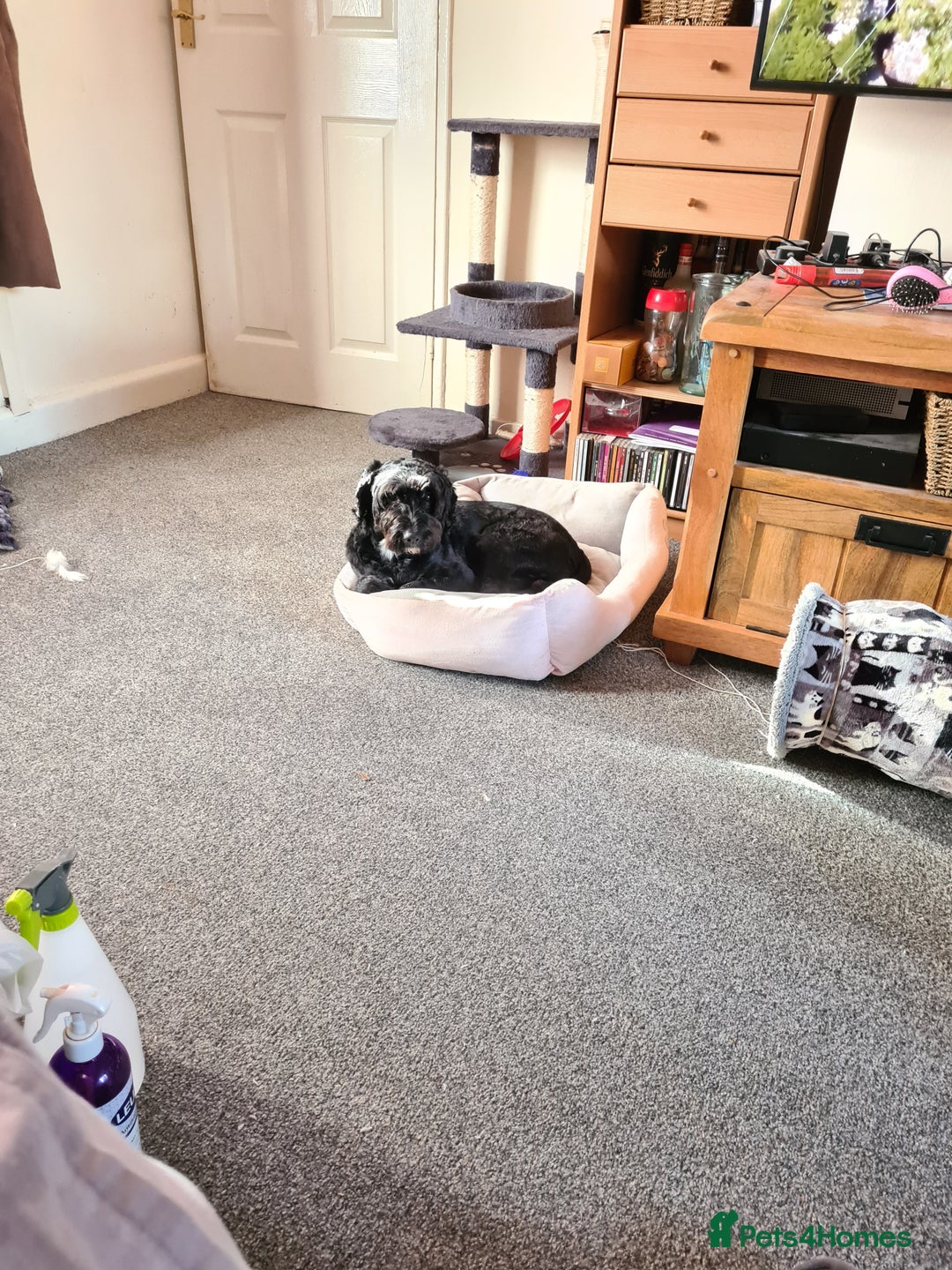 Cocker Spaniel dogs for sale: Chocolate cocker spaniel - Advert 2