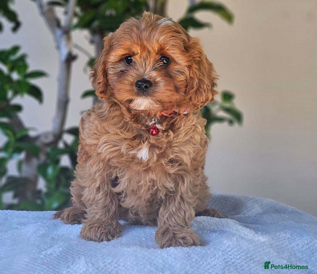 Cavapoo dogs for sale: Beautiful, mini Cavapoo Puppies - Image 4