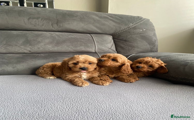 Cavapoo dogs - Advert 5