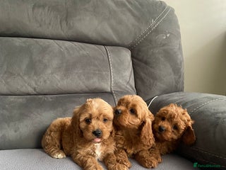 Cavapoo dogs - Advert 9