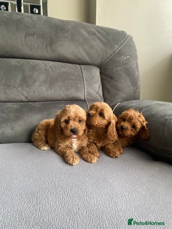 Cavapoo dogs - Advert 3