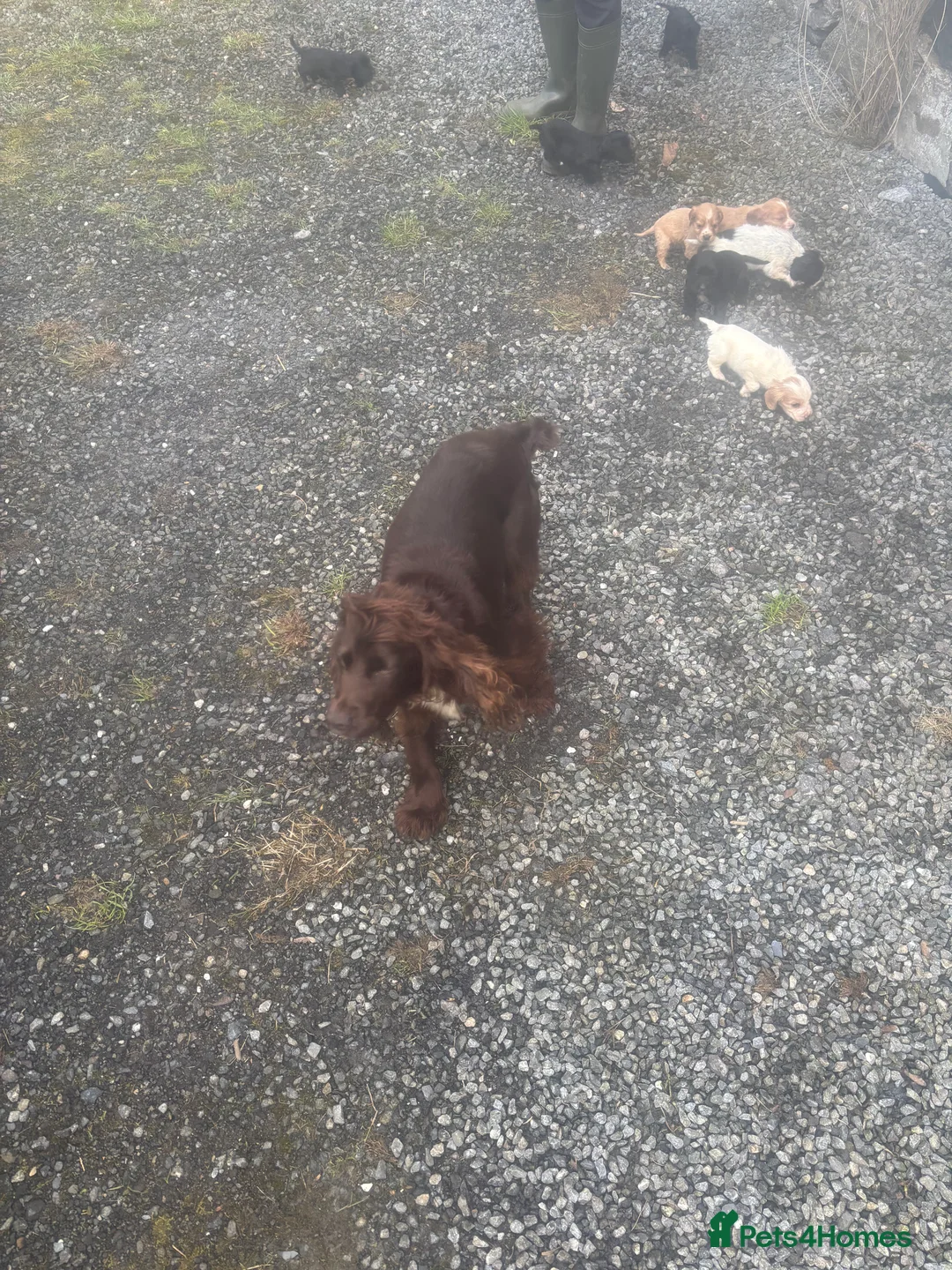 Cocker Spaniel dogs for sale: Working cocker beauties - Advert 1