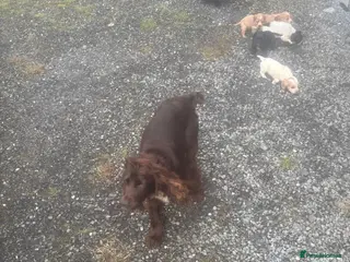 Cocker Spaniel dogs Working cocker beauties - Advert 11