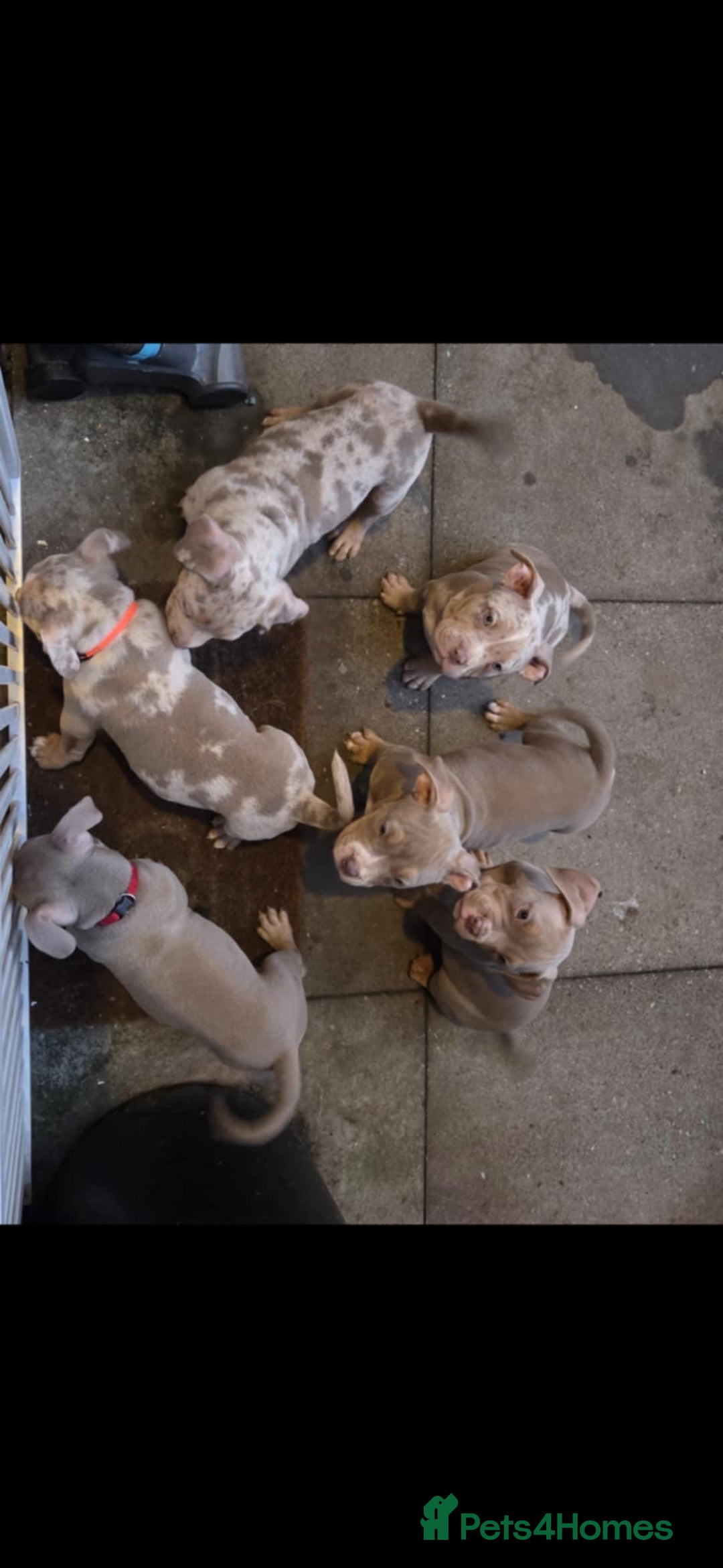 American Bully dogs for sale: American pocket bullys - Image 13