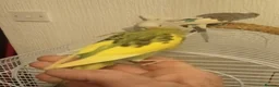 Budgerigars birds for sale: Baby budgie for sale  - Advert 4