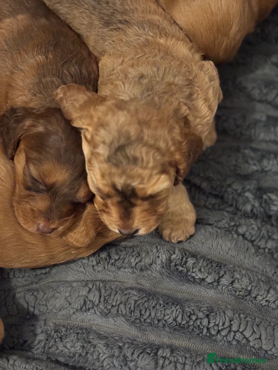 Cockapoo dogs for sale: 8 beautiful cockapoo puppies  - Advert 19