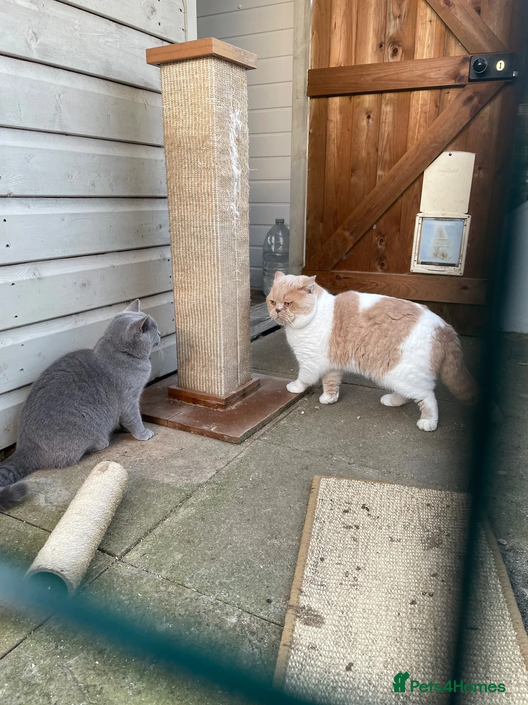 British Shorthair cats for sale: 🐾 GCCF REGISTERED BRITISH SHORTHAIR KITTENS 🐾 - Advert 12