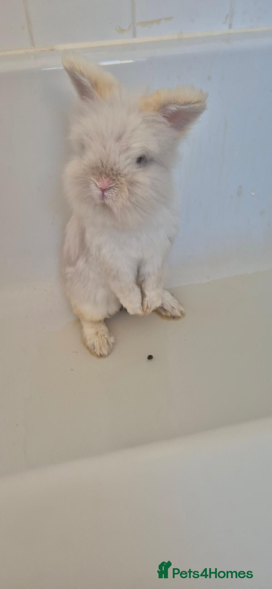 Angora rabbits boy rabbit 💙 - everything inc - Advert 3