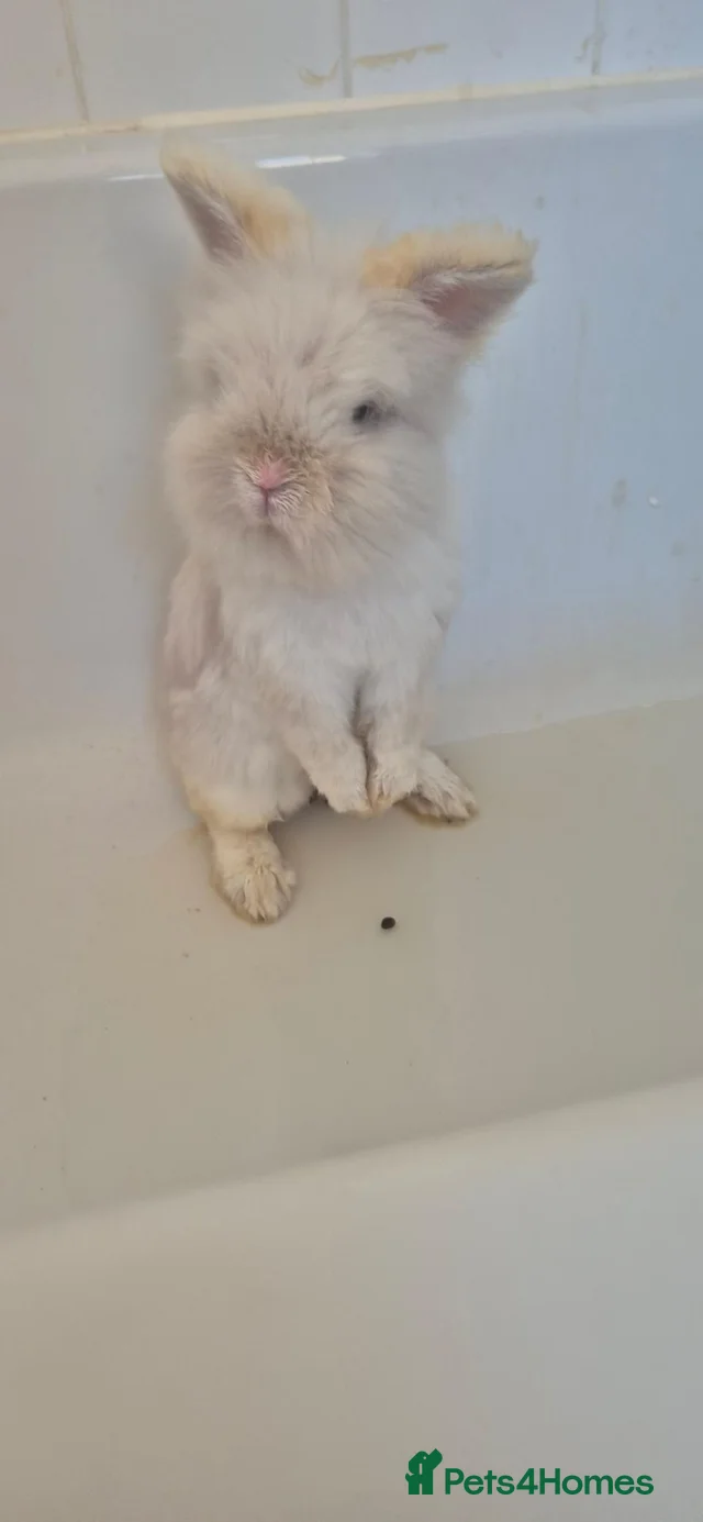boy rabbit 💙 - everything inc for sale in Stoke-on-Trent | Pets4Homes