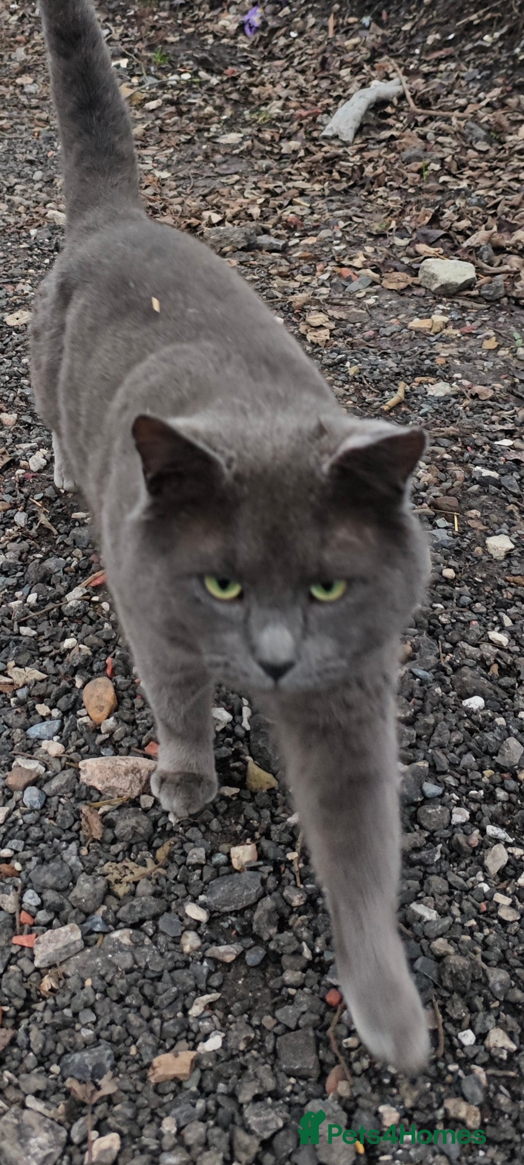 Domestic Shorthair cats British blue  - Advert 2