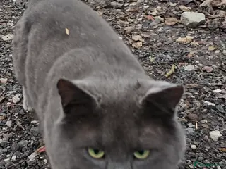 Domestic Shorthair cats British blue - Advert 2