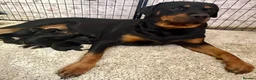 Rottweiler dogs for sale: Our gorgeous Rottweiler puppies !  in Morecambe - Advert 1