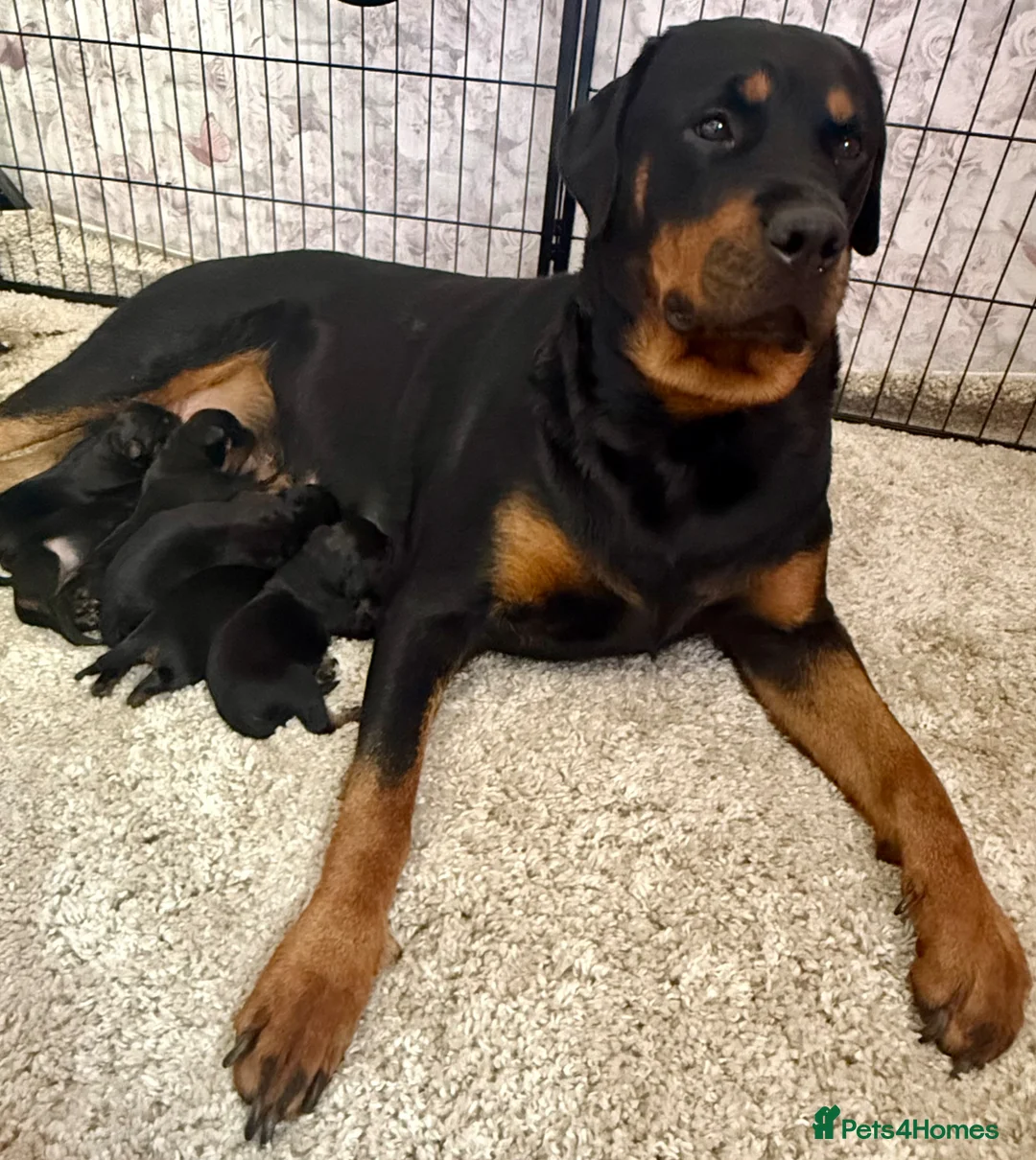 Rottweiler dogs for sale: Our gorgeous Rottweiler puppies !  in Morecambe - Advert 1