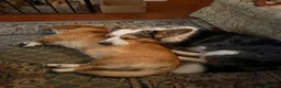Welsh Corgi Cardigan dogs for stud: Merle Welsh Cardigan Corgi in Macclesfield - Advert 8