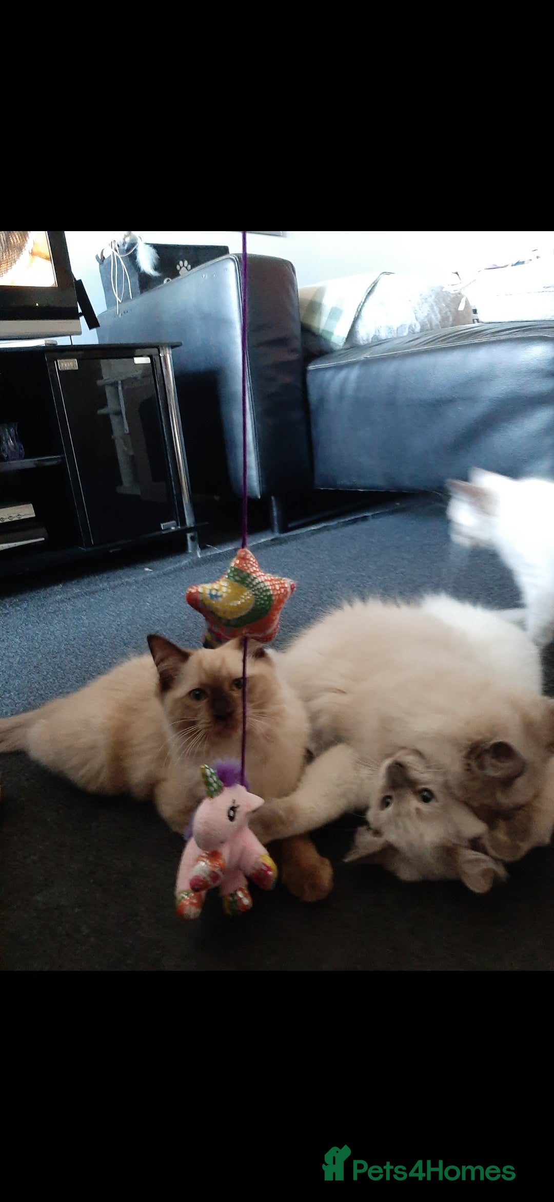 Ragdoll cats for sale: Gorgeous Ragdoll kittens  - Image 1